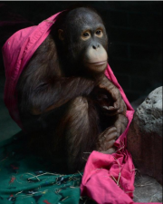 Go Erie Photos: Ollie, the Orangutan