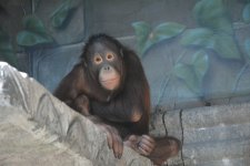 Ollie is Moving: Orangutan Q&A