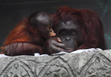 Statement Addressing Orangutan Incident