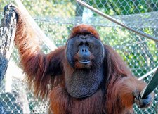 Joe Orangutan Update