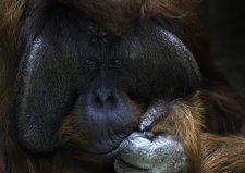 Erie Zoo says goodbye to long-time orangutan resident