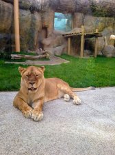 Erie Zoo remembers Queen of the Zoo
