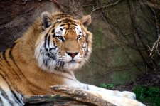 Erie Zoo mourns the passing of Amur tiger, Viktor